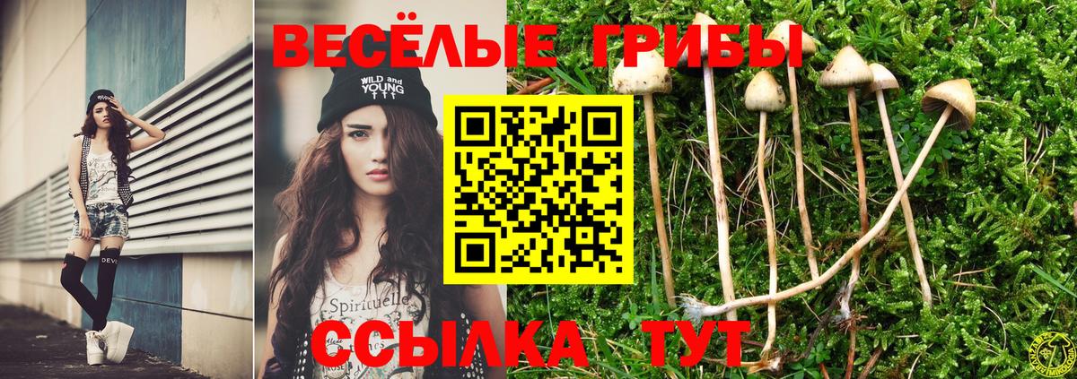 Псилоцибиновые грибы Cubensis Гай