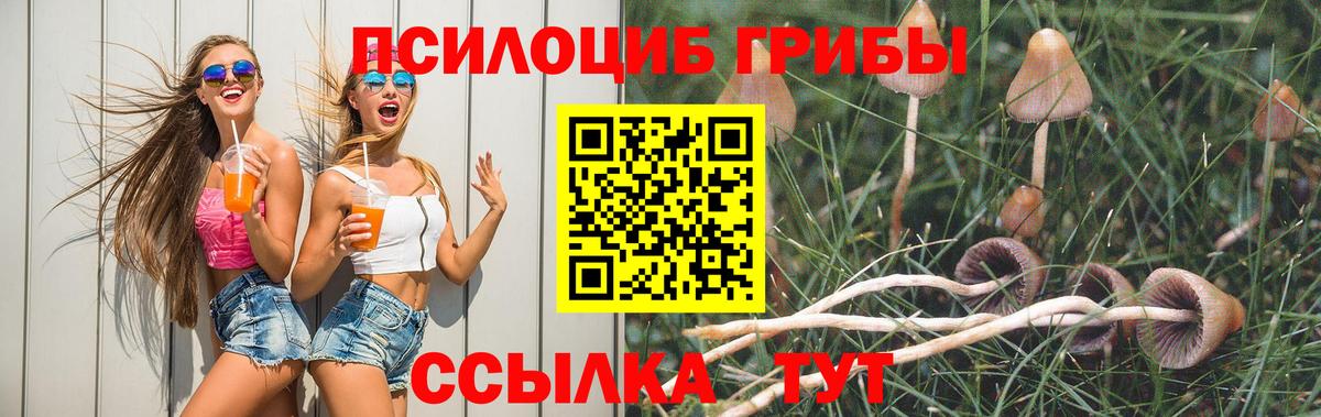 Гай  купить наркотики сайты  Вход с VPN  Псилоцибиновые грибы Psilocybe 